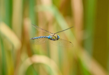 dragonfly migrant hawker (Aeshna mixta) in flight