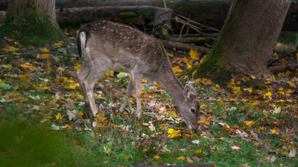 wild lebende tiere, wild, natur, deer, tier, säugetier, gras, wald