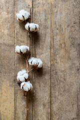 Cotton plant branch on wooden board background