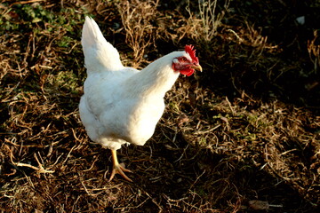 white chicken in a nest