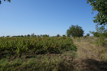 Vine crops in the plateau area