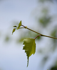 leaves on a blue sky