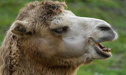 camel, tier, kopf, tierpark, wüste, säugetier, natur, braun, dromedar,