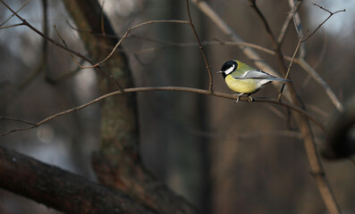 a bird on a branch