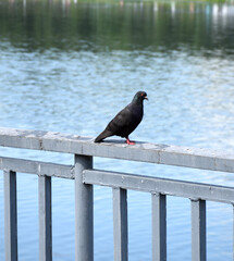pigeon on the railing