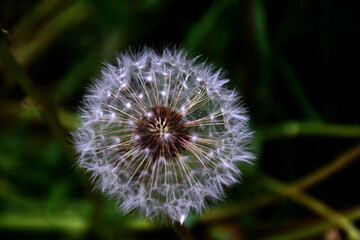 dandelion with seed