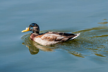 Mallard (Anas platyrhynchos) in pond