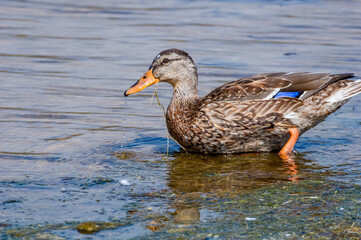Mallard (Anas platyrhynchos) in pond