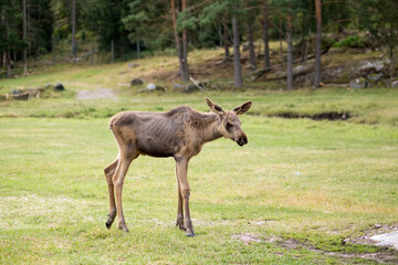 Naklejka na ściany i meble A scandinavian young moose in forest