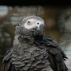 nachplappern, bird, tier, schnabel, grau, ara, feather, natur, blau, wild, portrait