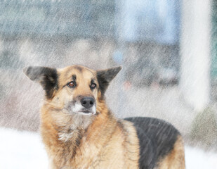 beautiful dog with smart eyes outdoors in the city stands under the snow in winter