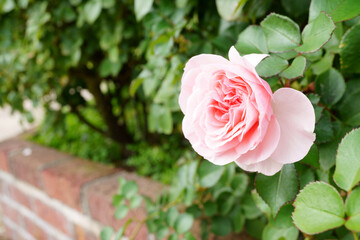 Close-up of a beautifully blooming rose named 
