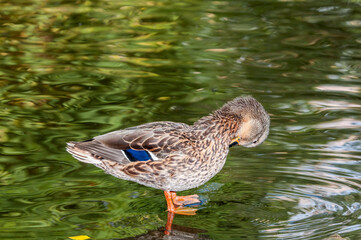 Mallard (Anas platyrhynchos) in pond