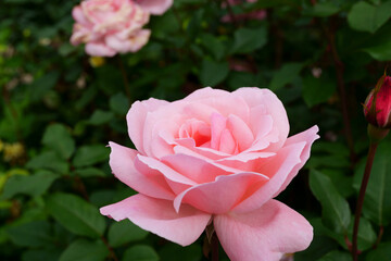 Close-up of a beautifully blooming rose named 