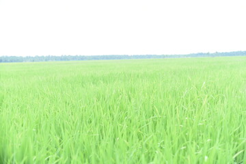 rice plants that are ready to be harvested and produced	
