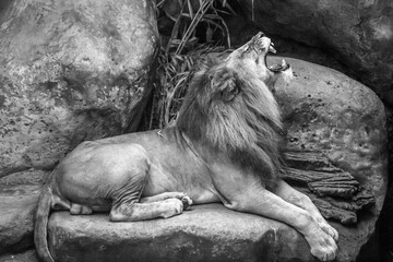 Adult male African lion. Safari park, Indonesia. Black and white.
