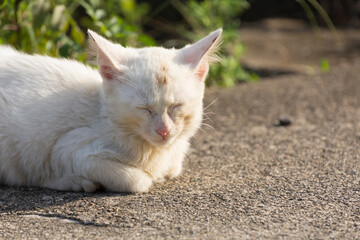 Naklejka na ściany i meble 日を受けて眠る白い猫