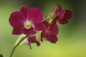 Closeup shot of orchids of the Philippines on blurred background