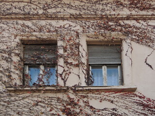 Windows surrounded by dry autumn ivy on the wall