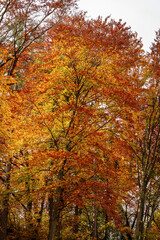 Closeup of a group of beech trees in autumn with red, yellow and orange leaves. Trentino-Alto Adige, Italian Alps, Italy, Europe. 