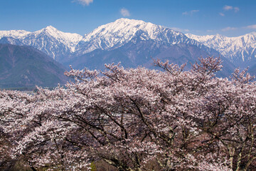 大町公園からの桜