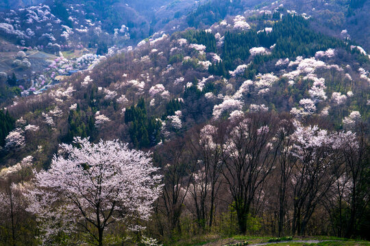 15 件の最適な 陸郷桜仙峡 画像 ストック写真 ベクター Adobe Stock