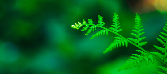 dark green leaves abstract background for web banners with space for text. HD Image and Large Resolution. can be used as wallpaper