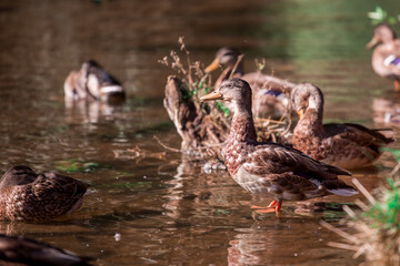 Duck.
