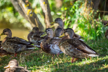 Duck.