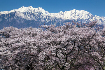 大町公園からの桜