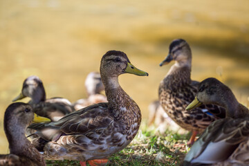 Duck.