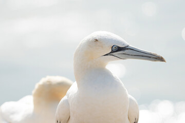 Portrait of pair of Northern Gannet, Sula bassana, Two birds love in soft light, animal love behaviour