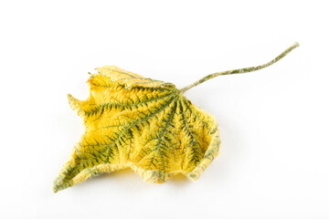 Yellow leaf in autumn. Background, texture.