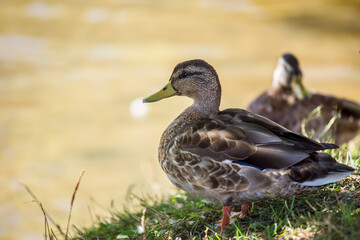 Duck.