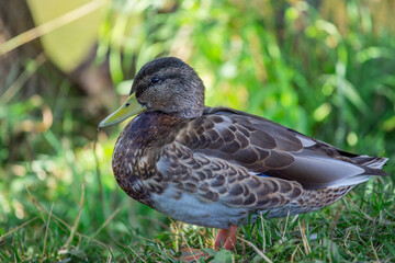 Duck.