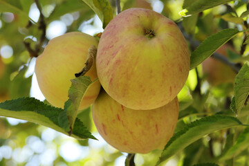 Ripe apples, hanging in a tree.