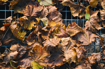 AUTUMN LEAVES - Seasons landscape in the park on the causeway