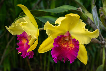 Closeup view of beautiful bright yellow and purple cattleya hybrid orchid flowers on natural...