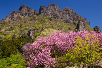 妙義山と八重桜