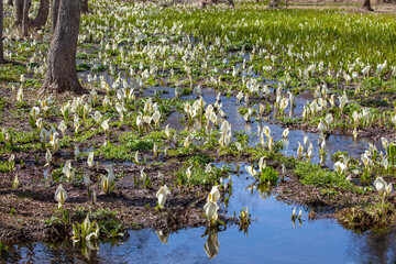 越水ヶ原　ミズバショウ群生