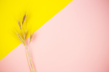 Spikelets of wheat on a pink-yellow background, place for an inscription.