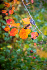 autumn orange leaves on a branch, natural background