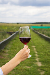 Girl holding a glass of red wine in her hands on the street, vineyards, farm.