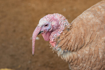 bird turkey on a light background