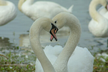 swans on the water