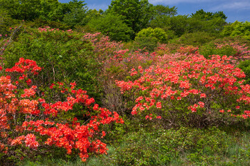 八幡高原　レンゲツツジ