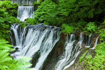 新緑の白糸の滝