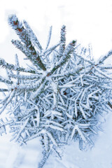 tree branch nature winter christmas new year