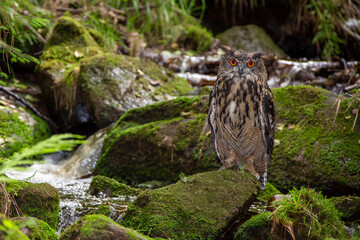 Uhu vor einem Wasserfall sitzend