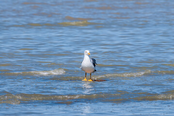 Yellow-footed Gull (Larus livens) on Salton Sea, Imperial Valley, California, USA